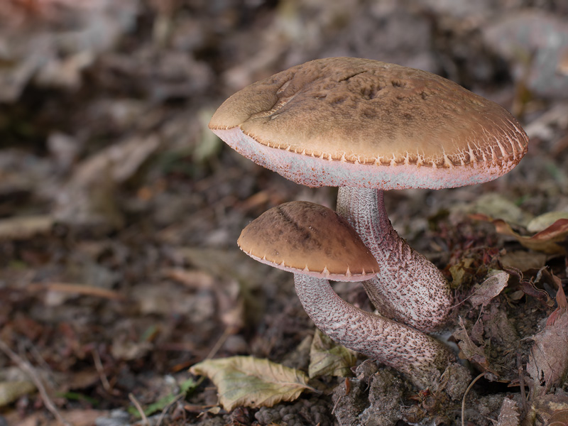 Leccinum pseudoscabrum